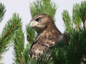 Red-tailed Hawks - Hawk flying - YouTube