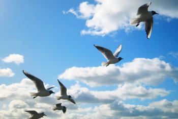30poemsin30days2013: (Day 4) Flying High
