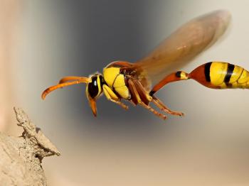 Flying Insect | New Species Of Animals | Pinterest | Flying insects ...