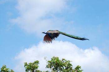 Flying Peacock