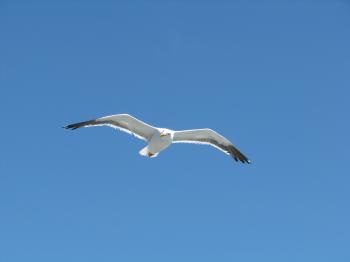 File:Flying Seagull (2704154711).jpg - Wikimedia Commons