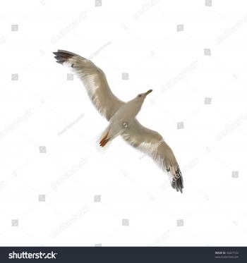 Flying Seagull On Blue Sky Background Stock Photo (Royalty Free ...