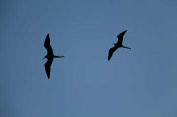 Free Images : nature, wing, sky, seabird, flying, seagull, flight ...