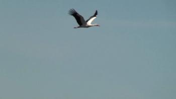 White Stork Flying Over Port Meadow - YouTube