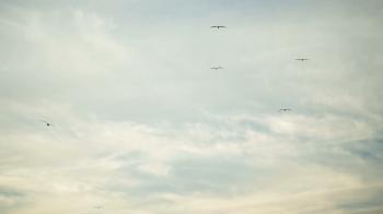 birds flying in distance freely over clouds in 1080p HD Stock Video ...