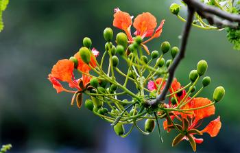 Focus Photography of Orange and Green Flowers