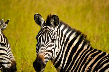 Focused Photo of Zebra