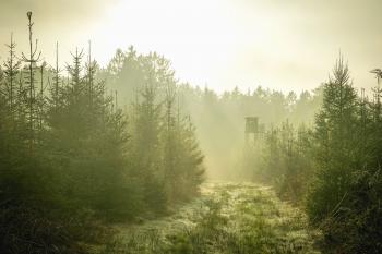 Free picture: fog, cabin, wood, forest, mountain, road, fir