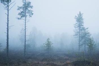 Foggy Pictures from the North | Study in Sweden: the student blog