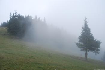 Foggy Hill