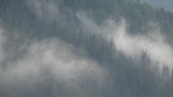 4K Foggy Forest Mountains Mystical Fog Smoke Mist Pines Alpine Fir ...