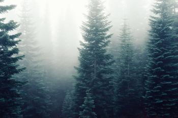Free stock photo of firs, fog, foggy