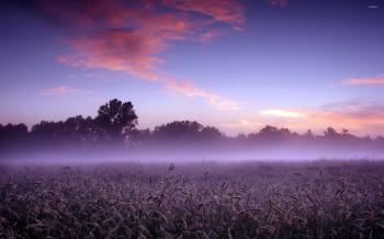 Foggy field wallpaper - Nature wallpapers - #23502