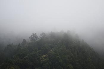 Foggy Mountain With Green Trees