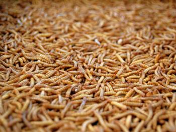 Maggots are hiding in lots of your favorite foods, and it's legal ...