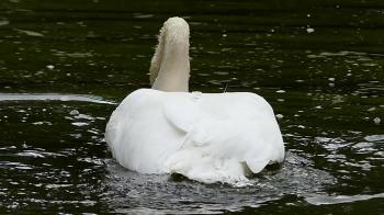 Amazing Swan in Slow Motion. the Swan Neck Pulls and Dives Under the ...
