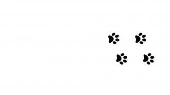 Paw prints animal feet foot footprints pawprints dog cat transition ...