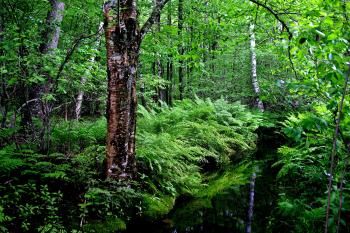Our Initiatives - Forest Trends