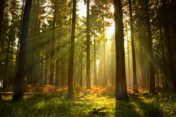 Blue Forest Conservation