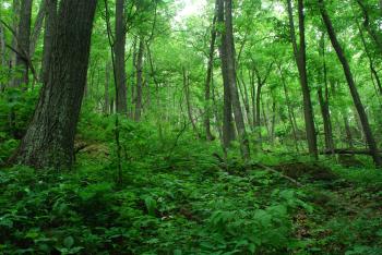 Design and implementation for sustaining wildlife populations in NE ...