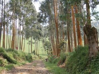 Central African Forest Initiative (CAFI)