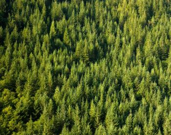 Dentons Muñoz - Forest Products and Agribusiness