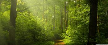 Forest Wallpapers 14 - 3440 X 1440 | stmed.net