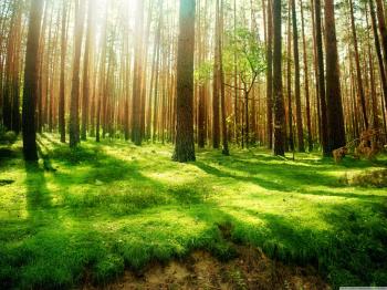 Forest HD Wallpaper, Background Images
