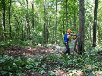 How Cutting Down Trees Can Fortify a Forest - YouTube