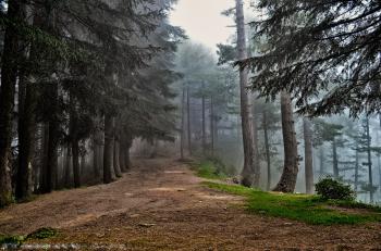 File:Into the wild forest.jpg - Wikimedia Commons