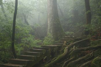 Forest Therapy: A Walk In The Wood Is The Perfect Prescription