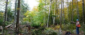 Forest Bird Initiative | Audubon Vermont