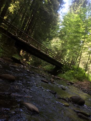 The Forest of Nisene Marks SP