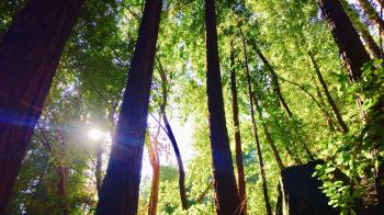 Japanese "forest medicine" is the science of using nature to heal ...