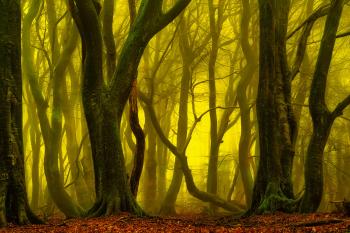 Return to the Magical Forest — Lars van de Goor
