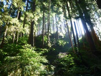 Large-scale experiment on the rural Olympic Peninsula to test ...