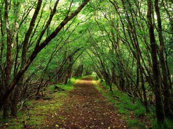 Forest Backgrounds Pictures - Wallpaper Cave