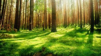 forest background - Google Search | backgrounds | Pinterest