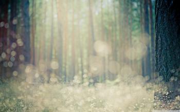 Forest Bokeh ❤ 4K HD Desktop Wallpaper for 4K Ultra HD TV • Wide ...