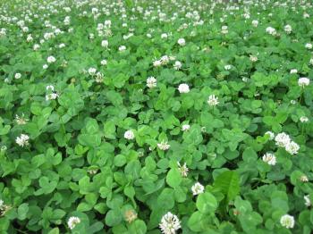 Fukuoka's Food Forest – eric toensmeier
