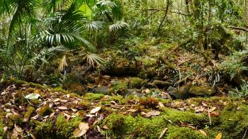 Forest floor decay of undergrowth rain forest ecosystem Stock Video ...