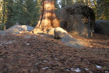 Forest Floor in Sequoia National Park