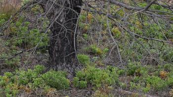 Forest ground vegetation few years after forest fire. These are ...