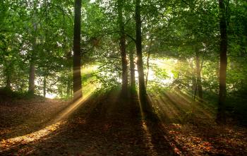 Free stock photo of forest, landscape, leafs