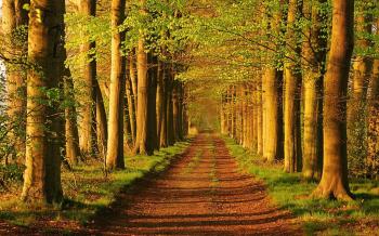 Forest Trail Landscape Wallpaper | Gallery Yopriceville - High ...