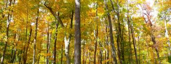 MLeWallpapers.com - Forest of Yellow Leaves