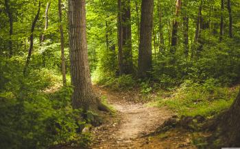 Forest Path ❤ 4K HD Desktop Wallpaper for 4K Ultra HD TV • Wide ...