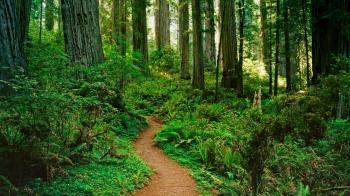 Forest Path Pictures 32576 1920x1080 px ~ HDWallSource.com