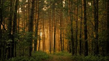 Falling asleep forest / 1920 x 1080 / Forest / Photography ...
