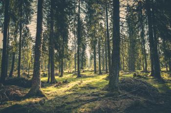 Forest Free Photos, Stock Images - FreePhotos.cc